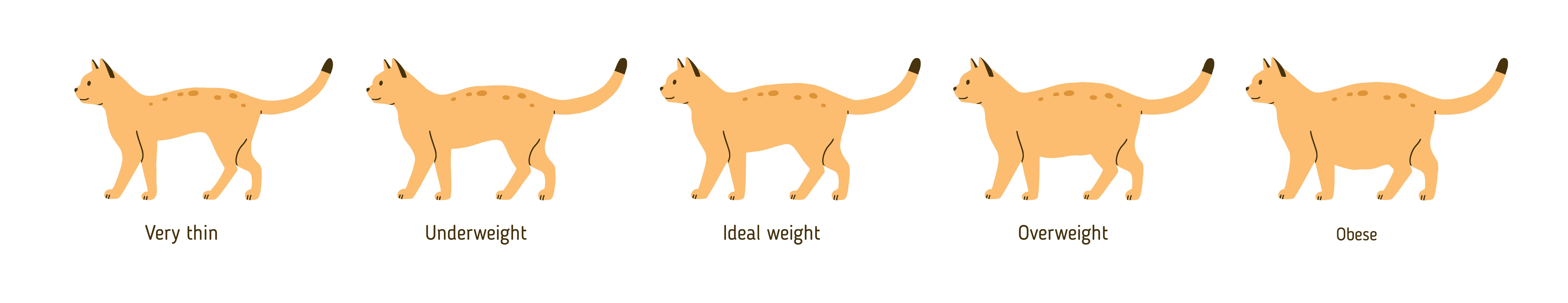 Overweight cat chart, Hattiesburg and Wiggins Vets